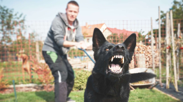 Entspannte Hundebegegnungen