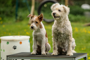 Alltag bestehen- Kurs für Hunde ab 1 Jahr oder mit wenigen Vorkenntnissen