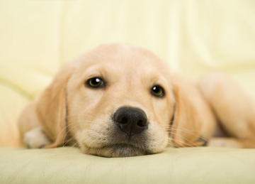 Beratung vor dem Hundekauf